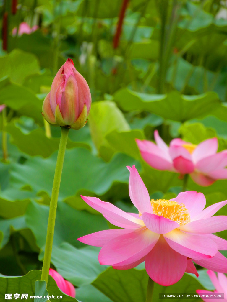 荷花