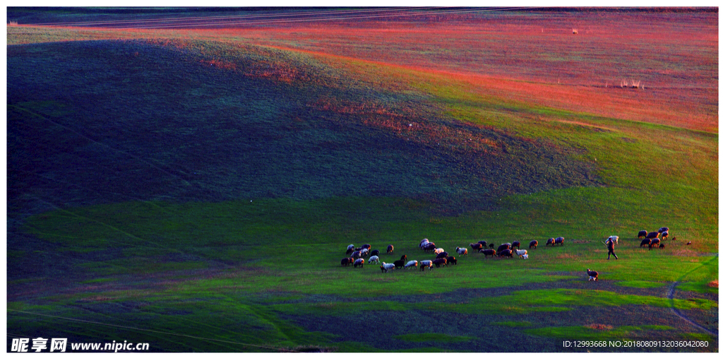 草原牧羊人图片