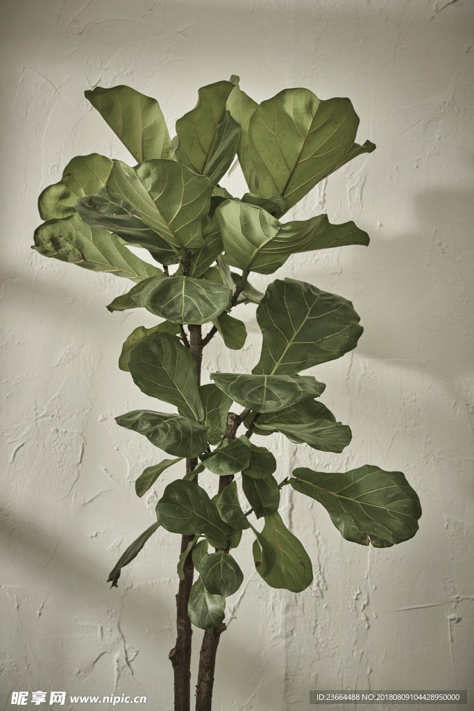 植物