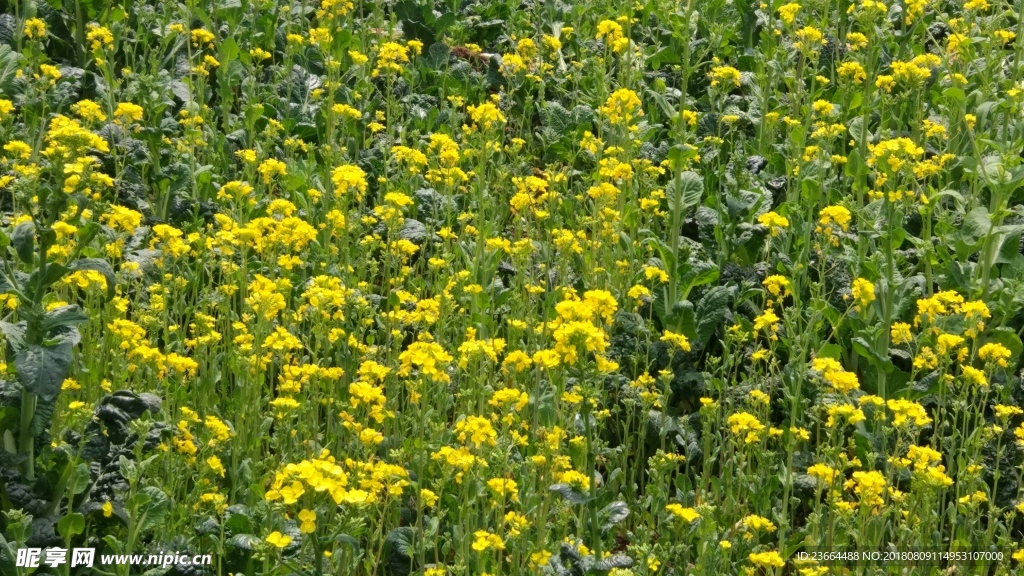 油菜花