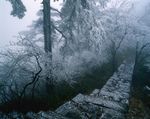 雪松