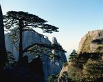 松树