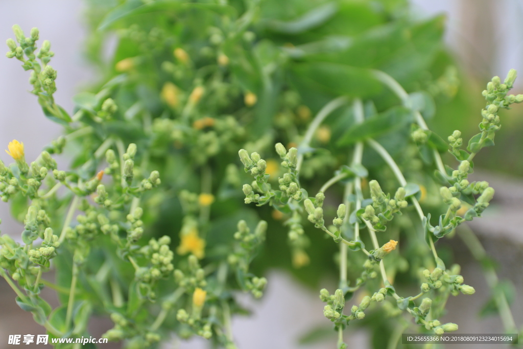 油菜