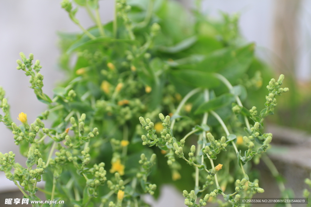 植物