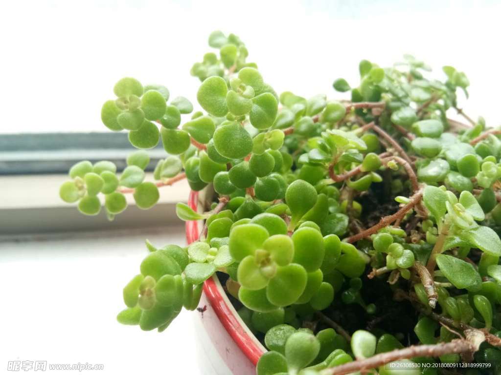 清雅致远