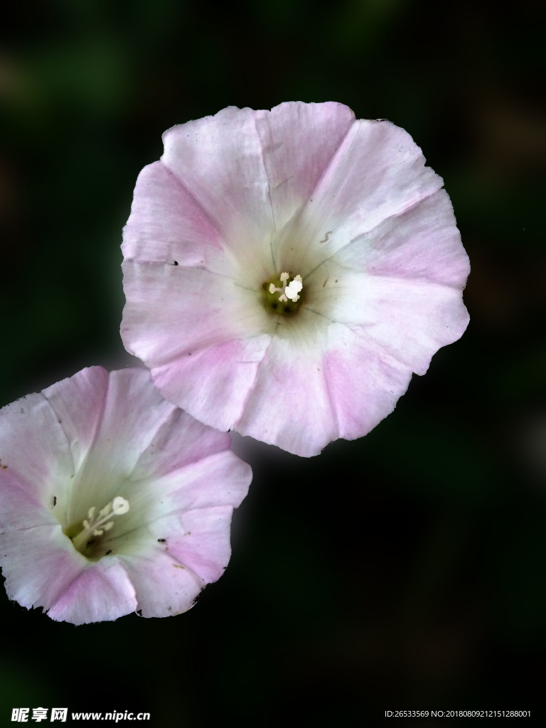 牵牛花 矮牵牛花 颜色 花卉