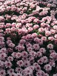 粉色小雏菊