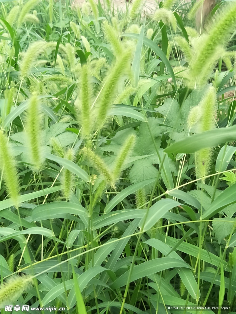 狗尾草