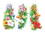矢量鲜花  鲜花手绘