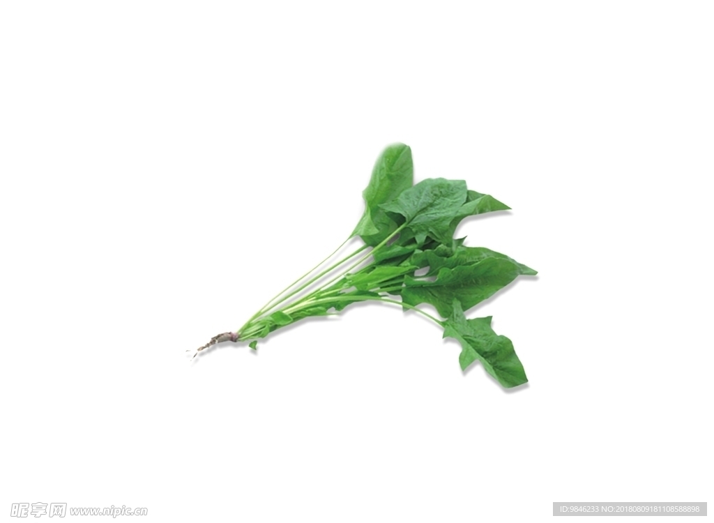 菠菜   青菜  蔬菜