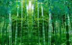 竹林背景墙
