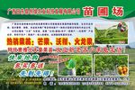 苗圃