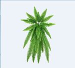 绿植