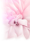 唯美粉色花朵温馨海报壁纸背景