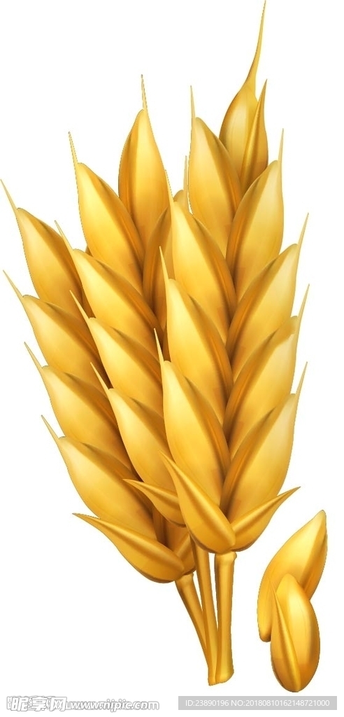 高粱