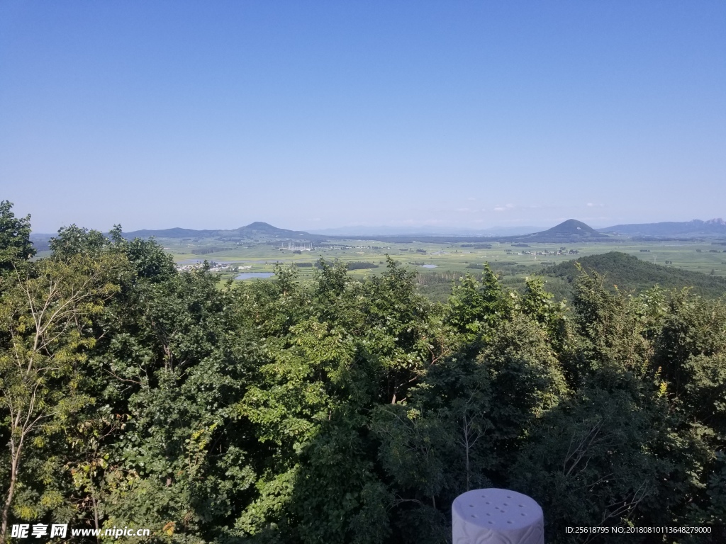 山 树