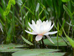 池塘的睡莲