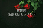 黑色背景下的红玫瑰俯拍素材图片