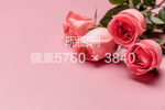 浪漫粉色玫瑰花摆拍大图