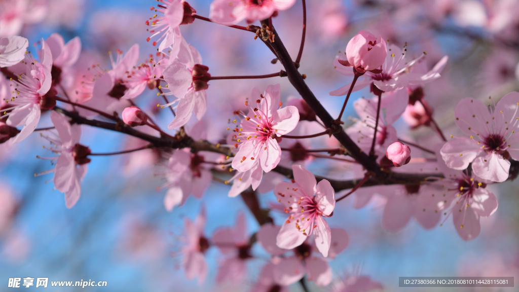 桃花