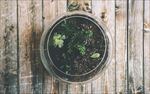 多肉植物