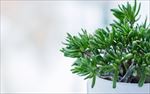 多肉植物