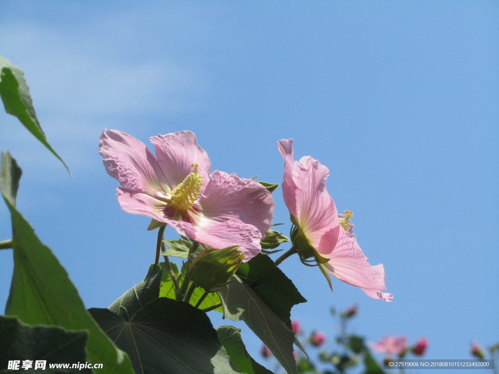 芙蓉花