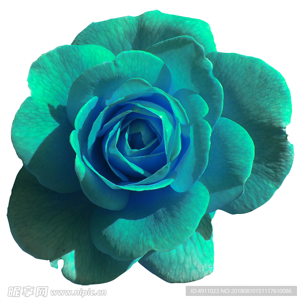 七夕情人节浪漫爱情玫瑰花PNG