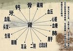 肾