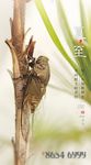 夏至