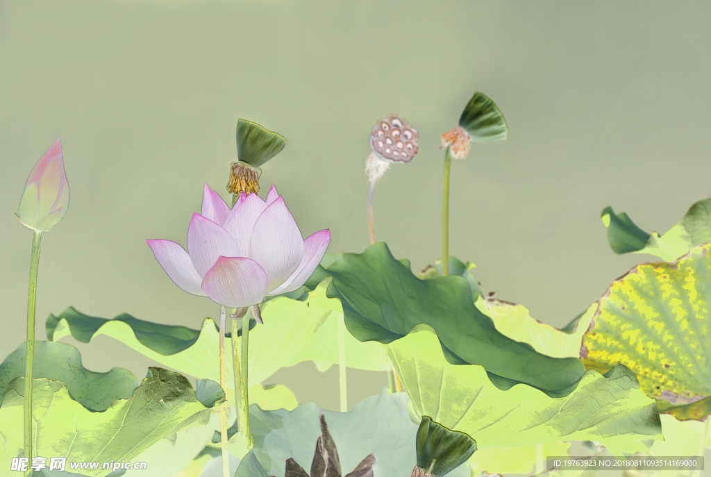 荷花