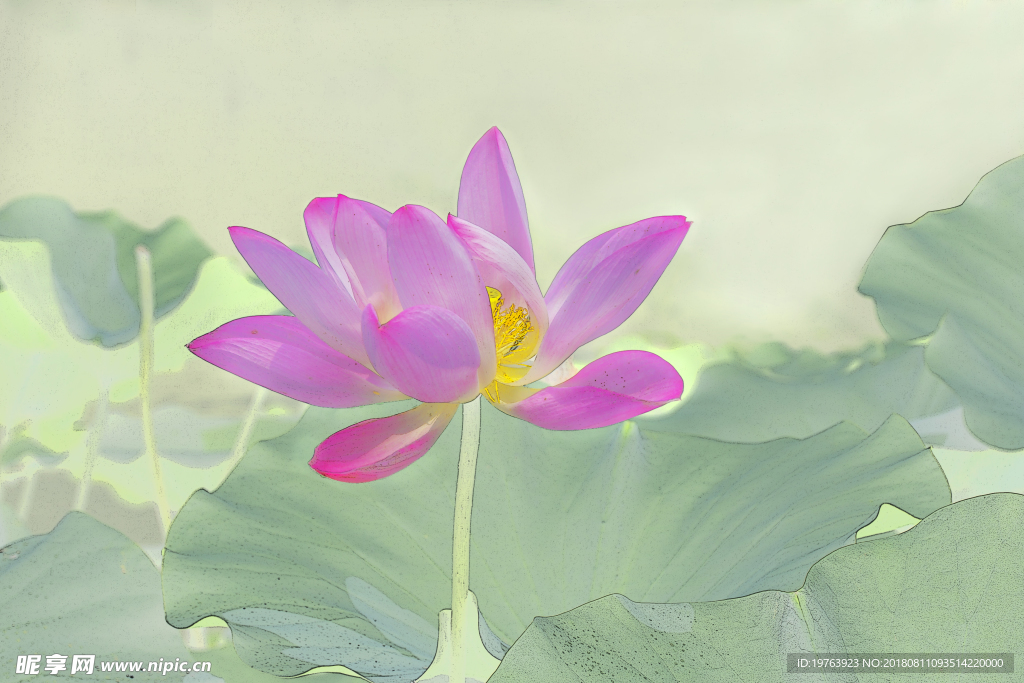 荷花
