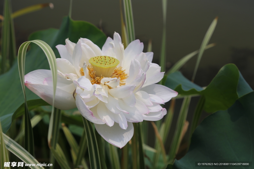 荷花