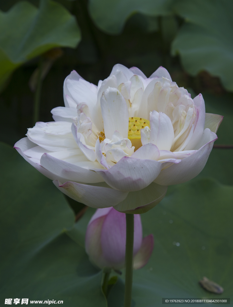 荷花
