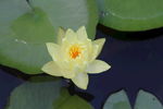 莲花