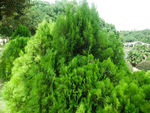 松树