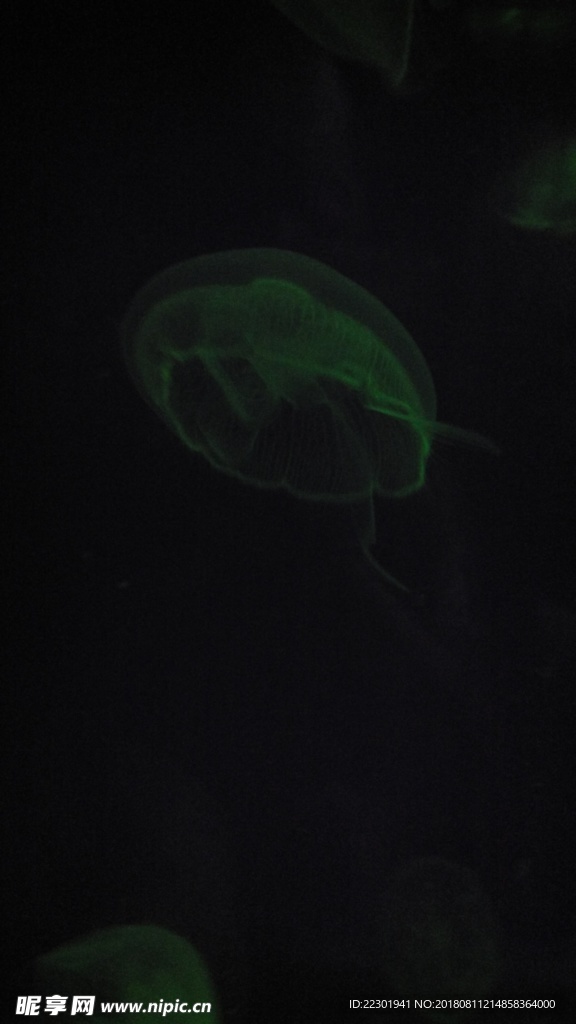 美景 风景 旅游 海洋 动物