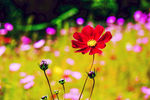 格桑花