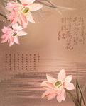 莲花