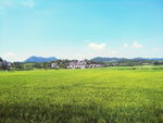 稻田