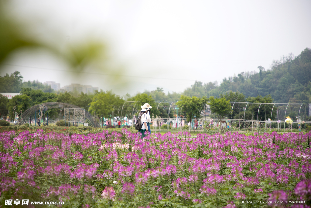 醉蝶花