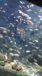 海洋 海底 珊瑚 海底世界