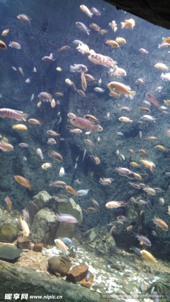 海洋 海底 珊瑚 海底世界