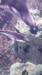海洋 海底 珊瑚 海底世界