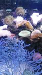 海洋 海底 珊瑚 海底世界