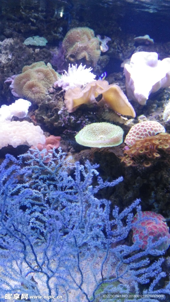 海洋 海底 珊瑚 海底世界