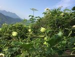 山花