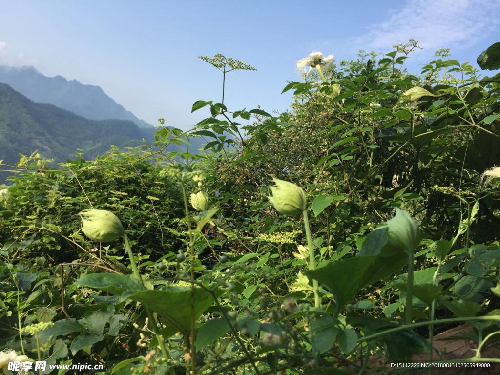 山花