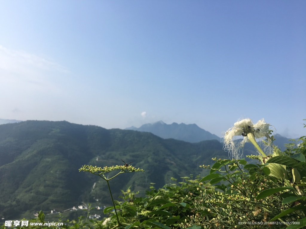 乡村山花