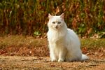 白色猫咪